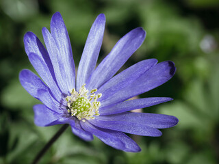 purple flower in the garden