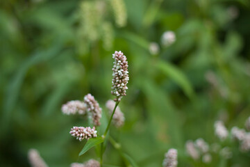 Pink flowers of highlander (hemorrhoid grass) on a green background. Selective soft focus, light...