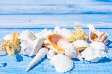 Obraz na płótnie Canvas Sea shells and sailor rope on a blue wooden table as background. Summer times. Seashell on the blue.