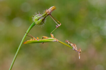 Conehead mantis (Empusa pennata) Female