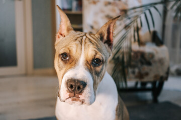 An American Staffordshire Terrier puppy at home. Portrait close-up. The concept of keeping dogs in the house, pets..