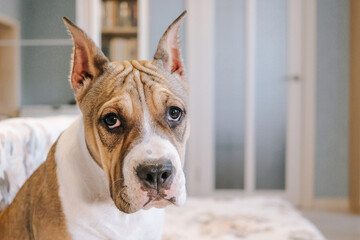 An American Staffordshire Terrier puppy at home. Portrait close-up. The concept of keeping dogs in the house, pets..