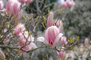 pink magnolia flowers in spring