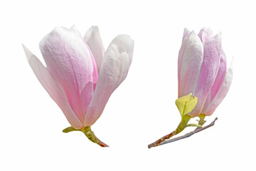 couple of magnolia flowers isolated on white