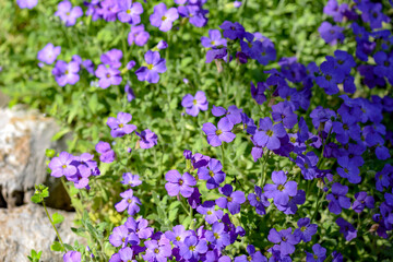 purple bacopa flowers in garden