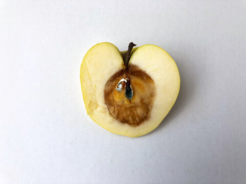 rotten apple
