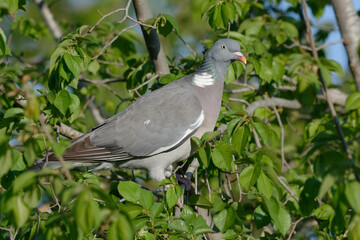 Common Wood Pigeon (Columba palumbus) perched on a branch