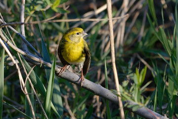 European Serin (Serinus serinus) perched on a branch