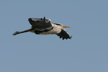 Grey Heron (Ardea cinerea) flying