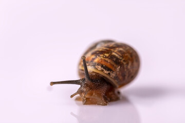 Beautiful snail on a white background close-up.