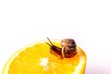 A small snail with bulging eyes on an orange close-up.