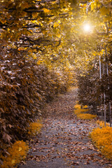 Fototapeta na wymiar Corridor in a garden in autumn with fallen leaves and yellow and brown vegetation