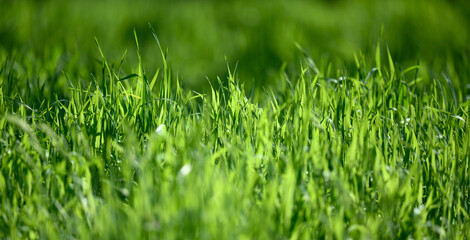 lawn with green lush grass in the park on a spring day, sunny