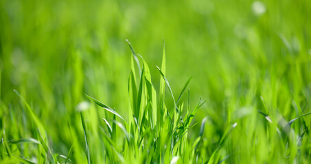 lawn with green lush grass in the park on a spring day