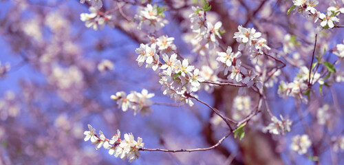 branch with white almond flowers on blue sky background