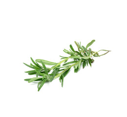 fresh sprig of rosemary with green leaves isolated on white background