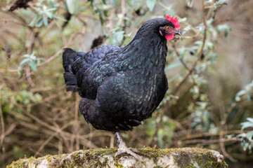 Poule pondeuse noire