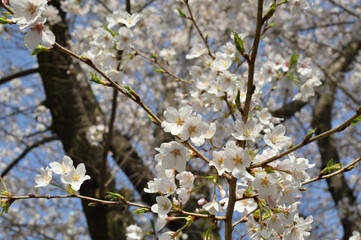 満開の桜の花