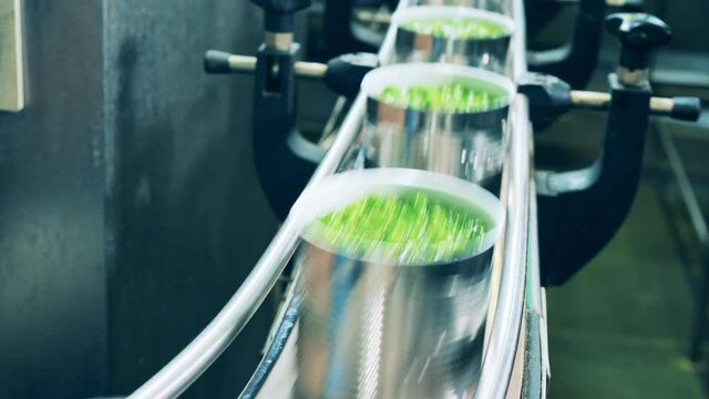 A row of unsealed cans with green peas moving along the belt