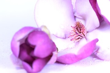 Magnolias on white background, high key flower background