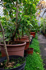 Fototapeta na wymiar pots with citrus trees in a greenhouse