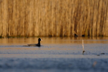 Eurasian coot swimming on lake