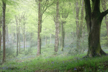 bluebell woods in the mist cornwall uk 