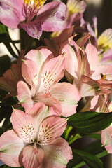 A bouquet of flowers from Alstroemeria in a glass vase