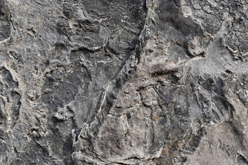 The textured surface of dried tar. Wrinkled background, backdrop.