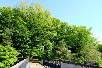 Fototapeta na wymiar 癒しの緑　春　風景