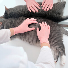 A uniformed doctor examines a cat fur in a white vet clinic