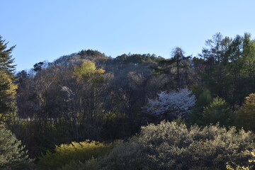 群馬　吾妻川　琴橋　4月　春