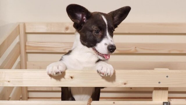 happy corgi puppy black and white at home, barking and jumping