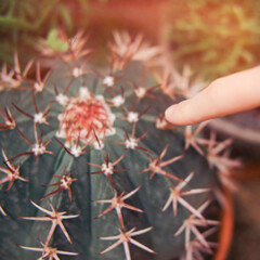 A man finger and a large cactus. Phobia prick and get a splinter from a cactus thorn