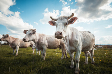 trois vaches blanches charolaises dans la prairie