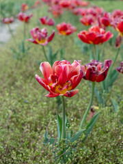 Tulipani