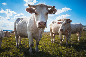 Vaches charolaises en gros plan dans la prairie