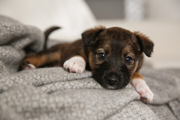 Fototapeta na wymiar Cute little puppy lying on grey plaid, closeup