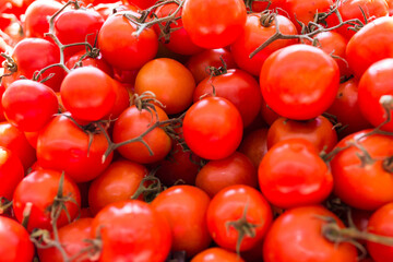 lots of tomatoes on a branch on counter