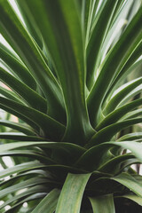 Fototapeta premium Close-up nature images of tropical leaves, background images and green leaf patterns.