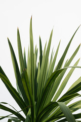 Close-up nature images of tropical leaves, background images and green leaf patterns.