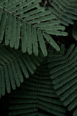 Close-up nature images of tropical leaves, background images and green leaf patterns.