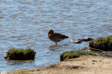 A Common Redshank sleeping while wading in water