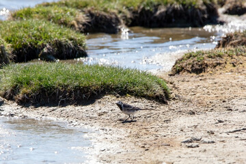 A Pied Wagtail on the bank of a lake