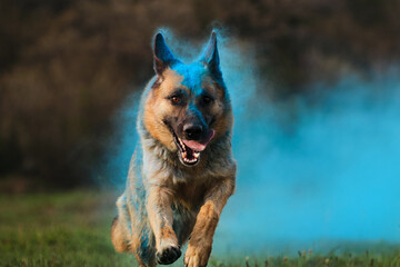 Colored smoke cloud, Indian paint festival. Dog runs through a green clearing with dry colors of holi turning into smoke. German Shepherd with blue holi colors.