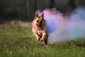 Colored smoke cloud, Indian paint festival. Dog runs through a green clearing with dry colors of holi turning into smoke. German Shepherd with purple holi colors.