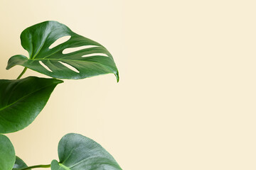 Monstera or Swiss Cheese plant on a beige background. Monstera in a modern interior. Interior Design. Minimalism concept