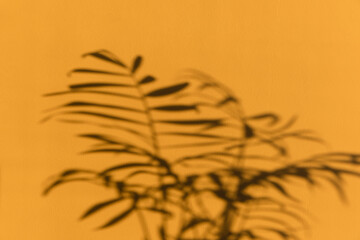 The shadow of hamedorea leaves or Areca palm at sunset on the wall