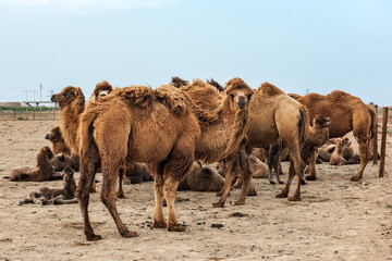 Camel is an ungulate within the genus Camelus
