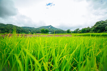 Rice terrace and mountains on a horizon.thailand